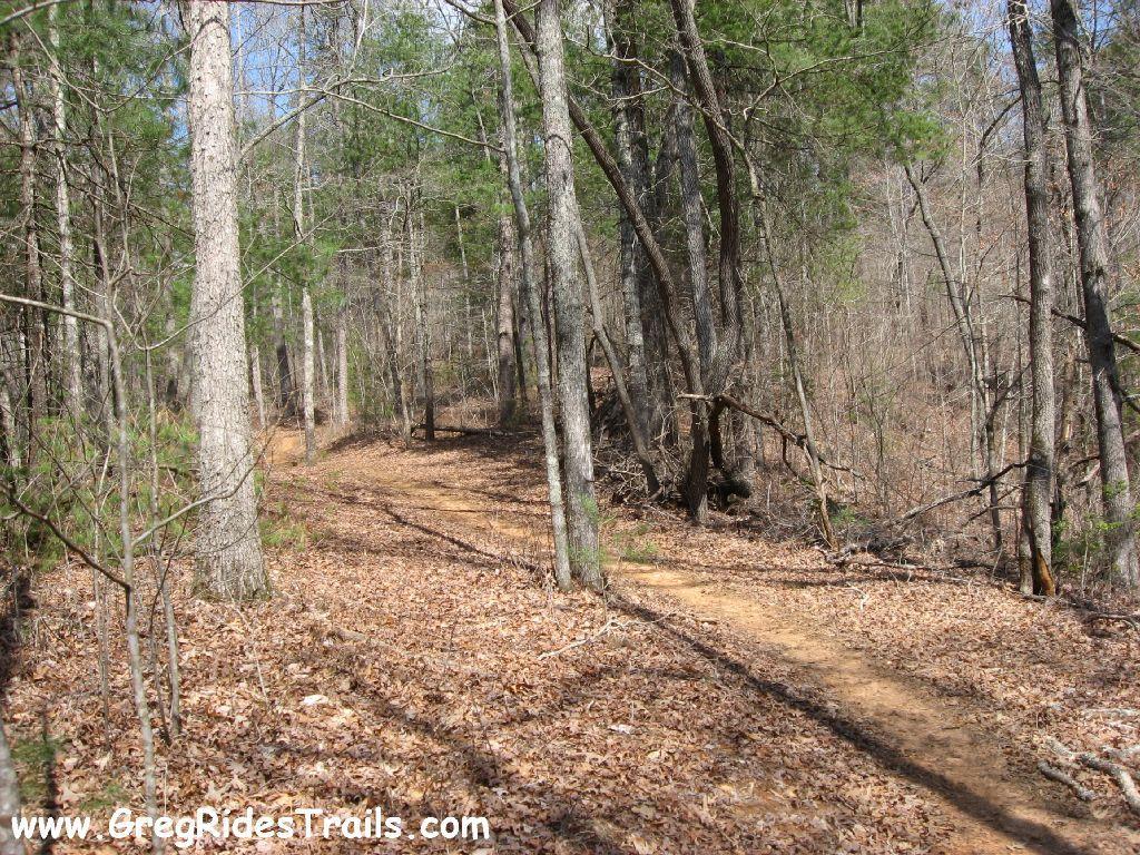 A winding dirt path through a wooded area, surrounded by tall trees and scattered leaves on the ground, suggesting a tranquil outdoor setting. Jake Mountain Trails mountain bike trail.