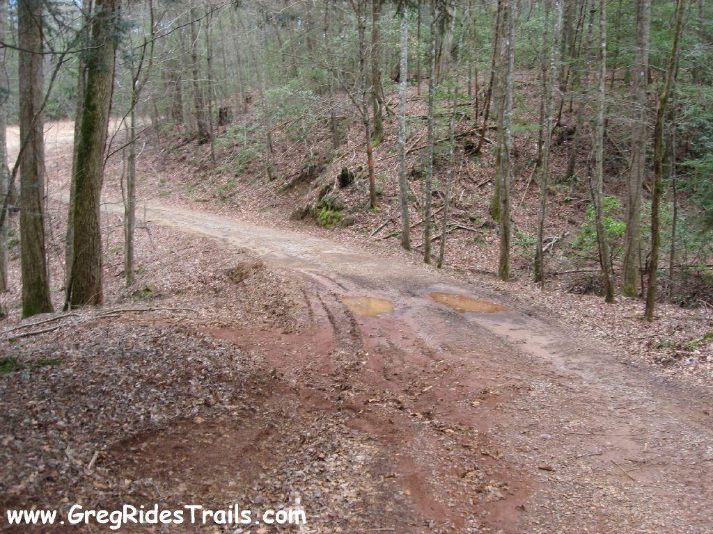 A winding dirt path through a forested area with scattered leaves, flanked by trees. There are small puddles on the path, and the terrain appears slightly muddy. The scene conveys a rustic natural setting perfect for outdoor activities. Montgomery Creek Trail mountain bike trail.