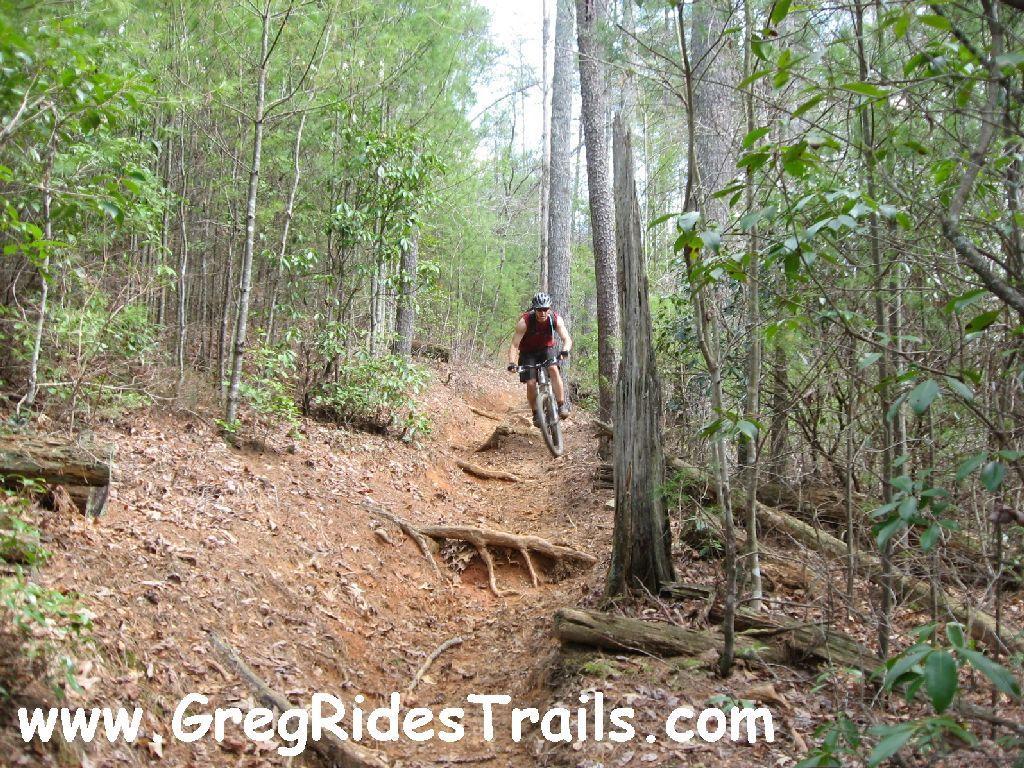 A mountain biker riding on a narrow dirt trail surrounded by lush green trees and underbrush, with visible roots and rocks on the path. The biker is airborne, showcasing a dynamic action shot in a forested area, with a natural, wooded landscape in the background. Jake Mountain Trails mountain bike trail.