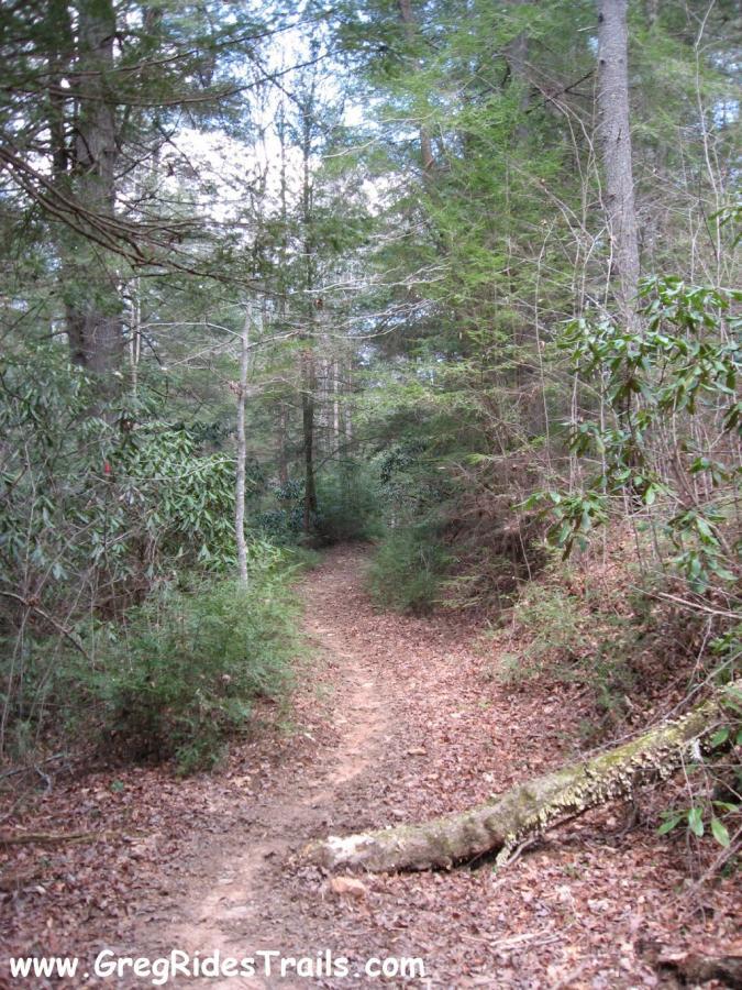 A dirt trail winding through a dense forest, surrounded by tall trees and lush greenery. The path is lined with fallen leaves and a log, inviting outdoor exploration. Jake Mountain Trails mountain bike trail.