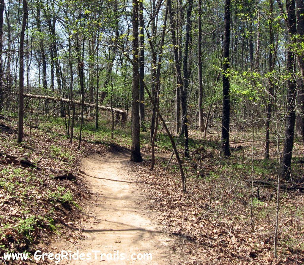 A winding dirt path meanders through a lush green forest, surrounded by tall trees and scattered leaves on the ground. The sunlight filters through the foliage, creating a serene and inviting outdoor scene. Gainesville College mountain bike trail.
