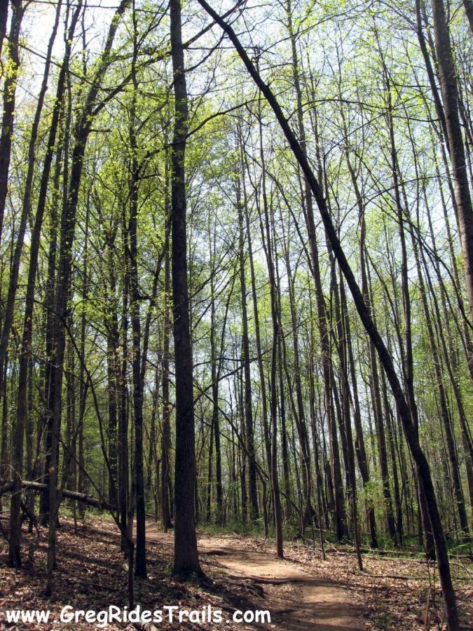 A sunlit forest scene featuring tall, green-leafed trees and a winding dirt path. Springtime foliage is visible with bright green buds and delicate leaves, and the ground is covered in dried leaves. The image conveys a sense of tranquility and natural beauty. Gainesville College mountain bike trail.