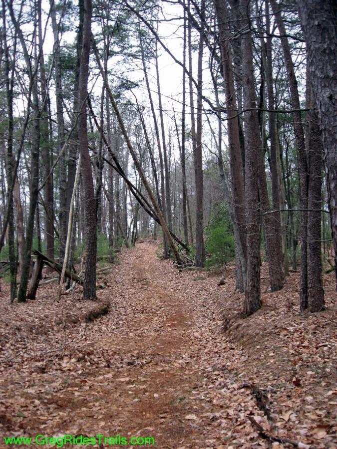 A dirt trail winding through a forest, lined with tall trees and scattered fallen leaves, with a slight upward incline in the distance. The atmosphere is serene and natural, showcasing a peaceful outdoor setting. Turner Creek Trail mountain bike trail.