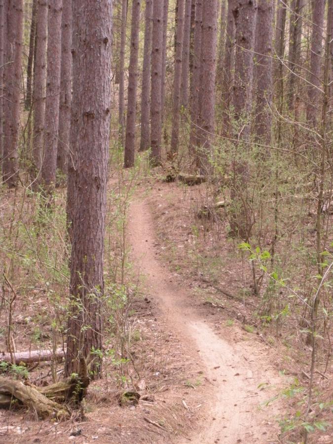 A narrow dirt path winding through a forest of tall pine trees, with sparse underbrush and scattered pine needles on the ground. Yankee Springs mountain bike trail.
