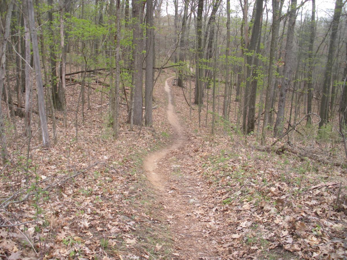 A winding dirt trail through a wooded area, surrounded by tall trees with budding leaves and dry, fallen foliage on the ground. The path gently curves, inviting exploration into the serene forest environment. Yankee Springs mountain bike trail.