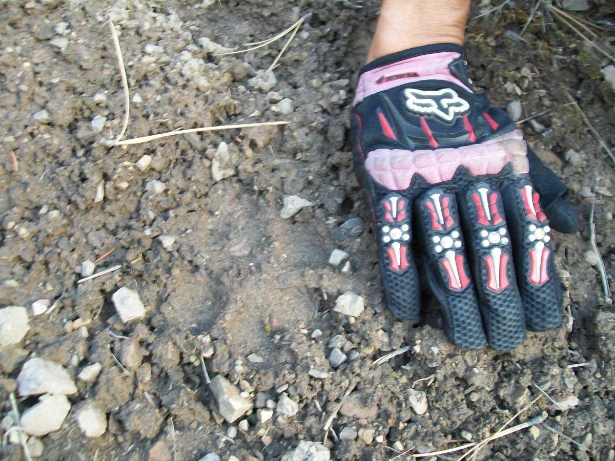 A gloved hand resting on a patch of dirt and gravel, with visible small rocks and a faint animal track or impression in the ground. The glove features a black and red design. Wagonhammer Trail System mountain bike trail.
