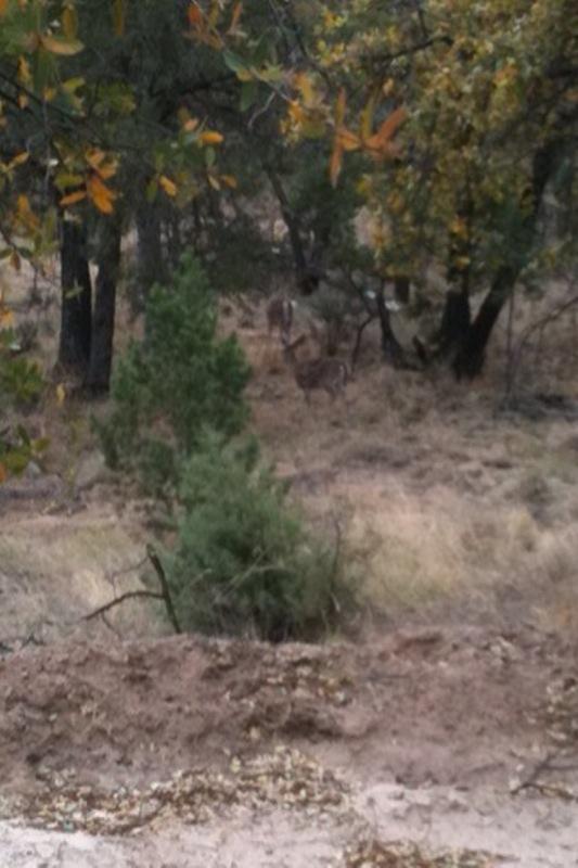 A blurred image of deer partially obscured by trees and foliage in a natural, wooded setting with autumnal leaves. The ground is earthy and uneven, suggesting a rural or wild environment. Brown Canyon mountain bike trail.