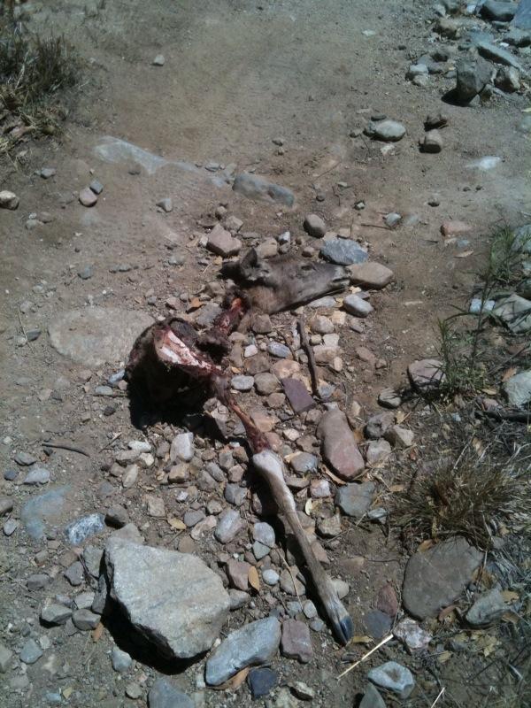 Image of animal remains partially buried in dirt and rocks, with visible bones and fragments scattered around. The surrounding area is dry and rocky, indicating a natural environment. Brown Canyon mountain bike trail.