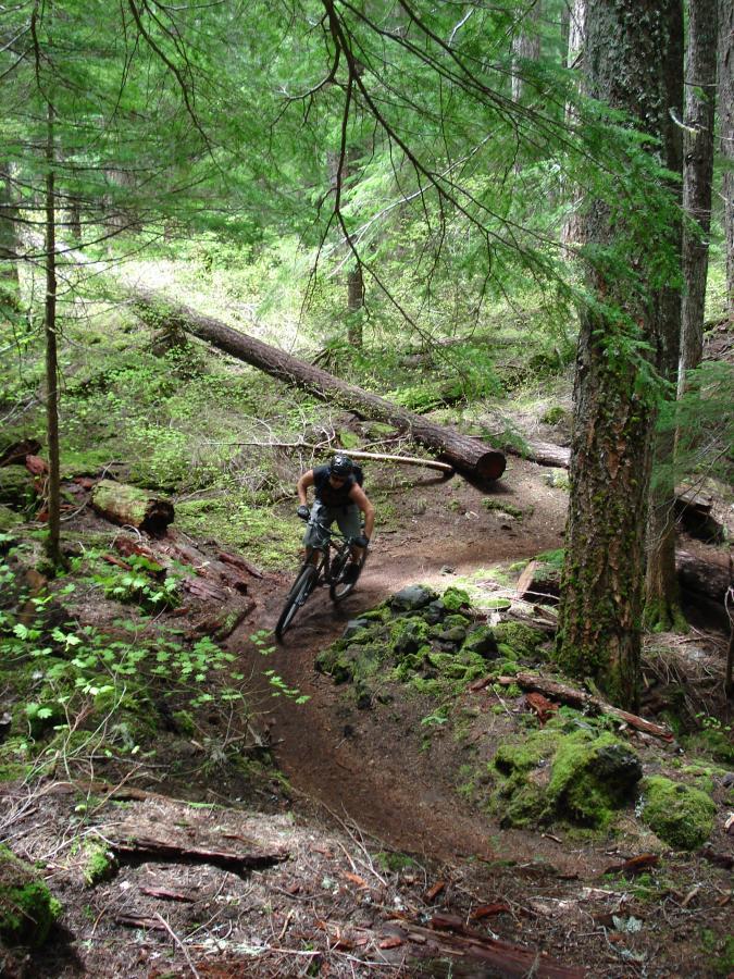 A mountain biker navigating a curved trail through a lush forest, surrounded by green trees and fallen logs, showcasing a moment of action in a natural setting. Mckenzie River Trail mountain bike trail.