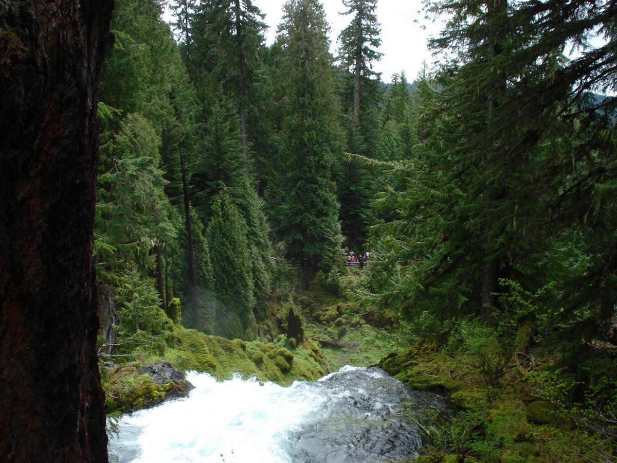A serene forest scene featuring tall evergreen trees surrounding a rushing river. The water cascades over rocks, creating a vibrant white froth. In the background, a group of people stands on a wooden bridge, adding a sense of scale to the lush, green environment. Mckenzie River Trail mountain bike trail.