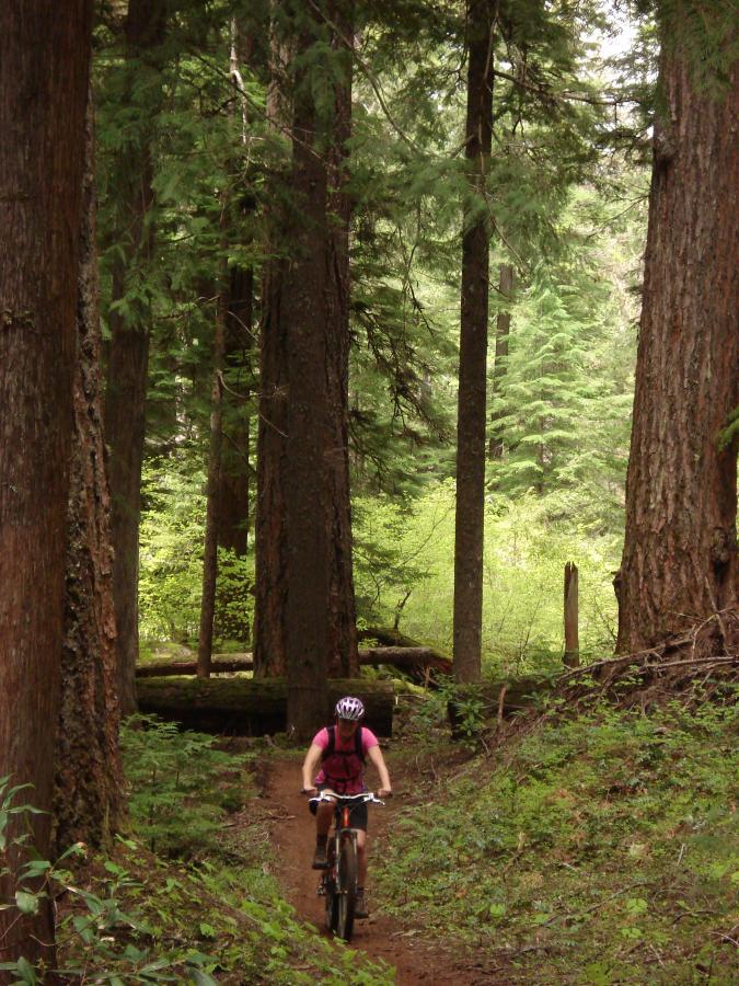 A mountain biker wearing a pink shirt and helmet rides along a dirt trail surrounded by tall trees in a lush, green forest. The scene captures the tranquility and beauty of nature, highlighting the outdoor activity amidst towering evergreens. Mckenzie River Trail mountain bike trail.