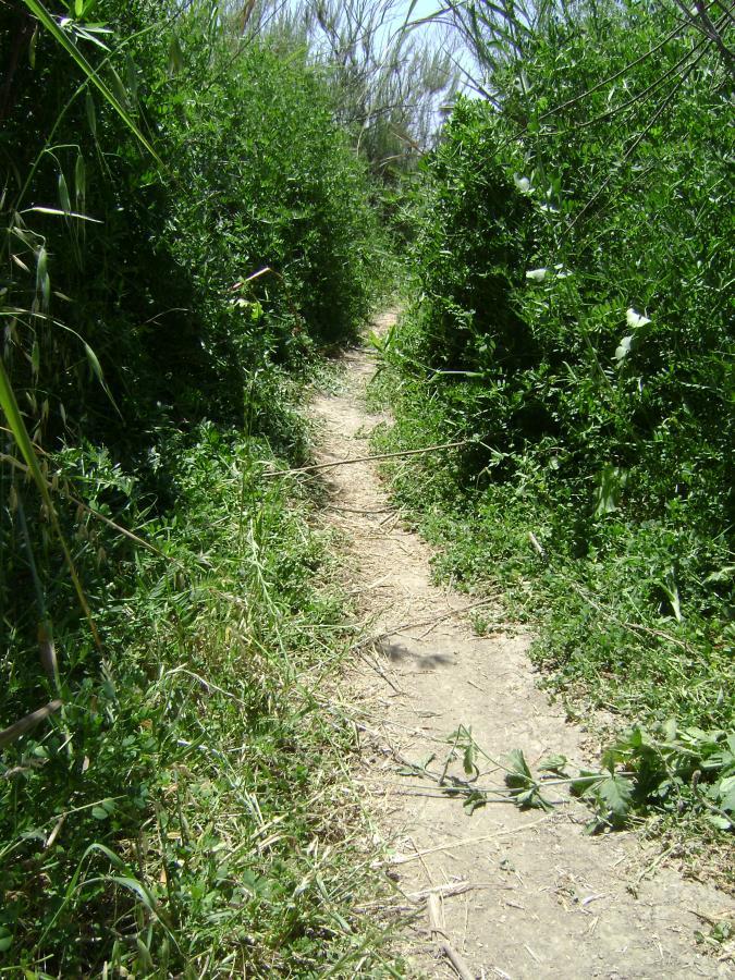 A narrow dirt path winding through dense, green foliage under a bright sky. The trail is bordered by lush vegetation on both sides, creating a natural corridor. San Clemente Singletracks mountain bike trail.