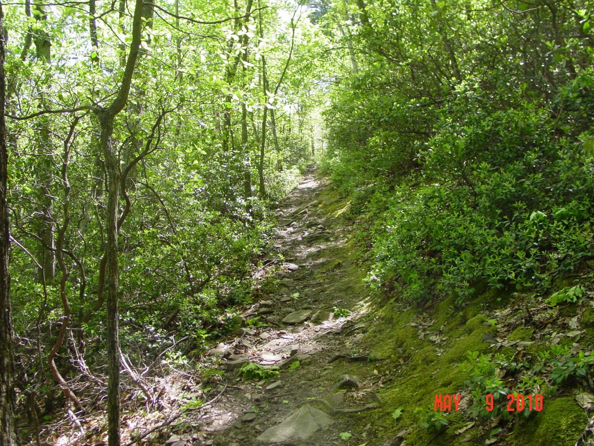 A narrow, rocky path winding through a lush green forest, surrounded by dense foliage and sunlight filtering through the leaves. The scene conveys a serene, natural environment ideal for hiking. Reddish Knob mountain bike trail.