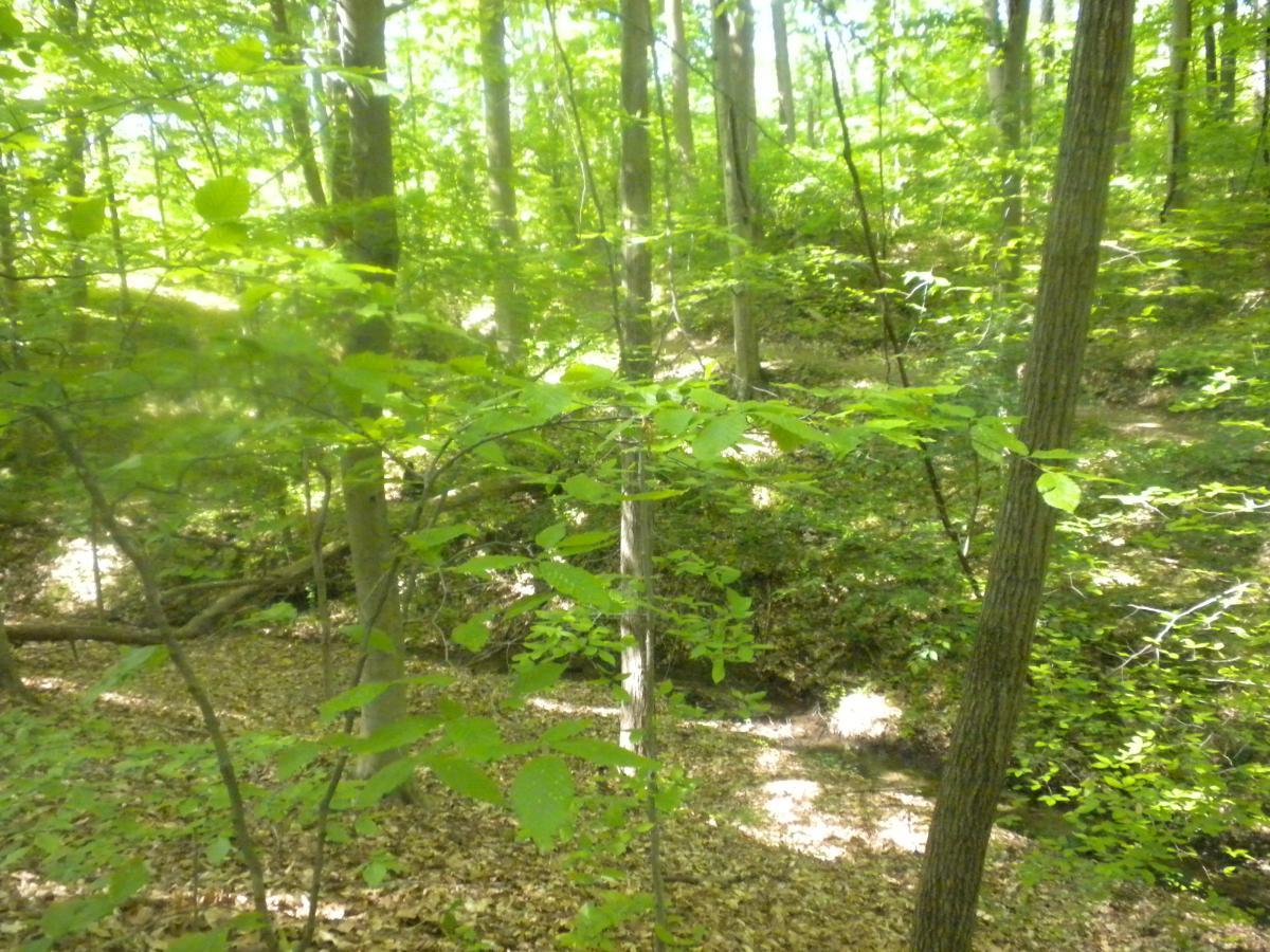 A lush green forest scene with sunlight filtering through the leaves, highlighting various shades of green in the foliage. The ground is covered in fallen leaves and there are several trees, adding depth to the tranquil setting. A small creek can be seen in the background. Rosaryville State Park mountain bike trail.