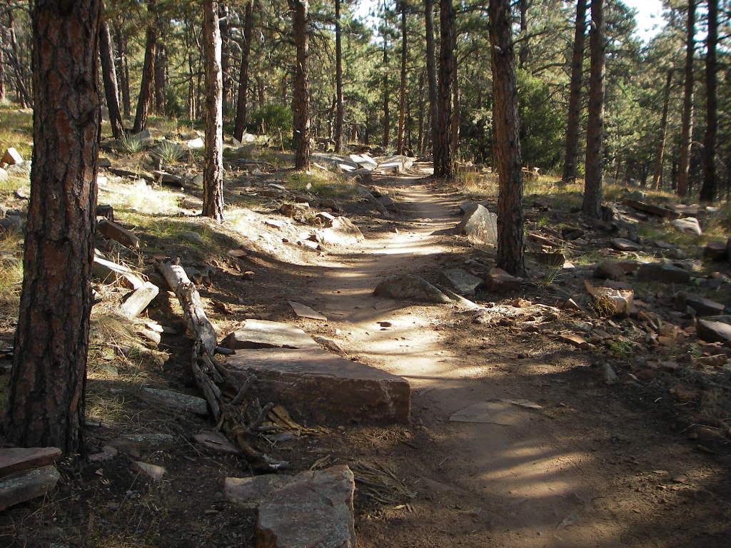 A winding dirt path through a forested area, lined with tall trees and scattered rocks. Sunlight filters through the branches, casting dappled shadows on the ground. Heil Valley Ranch mountain bike trail.
