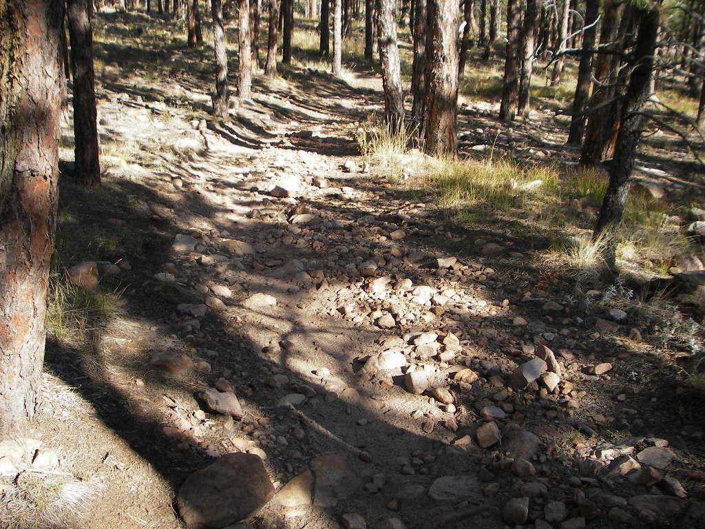 A rocky trail winding through a forest of tall trees, with patches of sunlight filtering through the branches, highlighting the uneven terrain and scattered stones. Heil Valley Ranch mountain bike trail.
