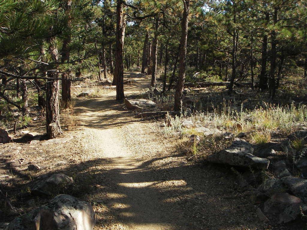 A narrow dirt path winding through a forest, surrounded by tall pine trees and patches of grass and rocks. Sunlight filters through the foliage, casting shadows on the ground. The scene conveys a peaceful, natural setting ideal for hiking or exploring. Heil Valley Ranch mountain bike trail.