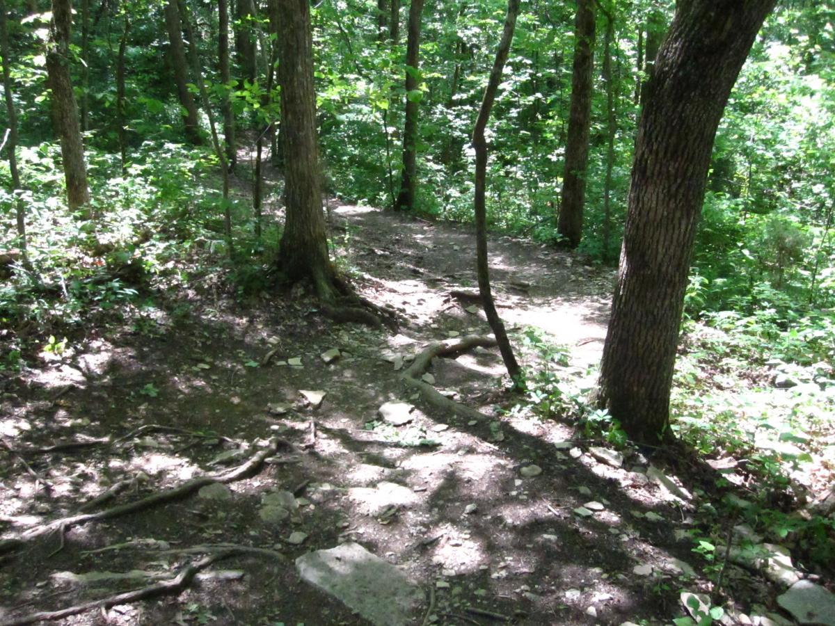 A narrow dirt trail winding through a lush green forest, surrounded by trees and sunlight filtering through the leaves. The path features exposed roots and rocks, indicating a natural and slightly rugged terrain. Haw Ridge Park mountain bike trail.
