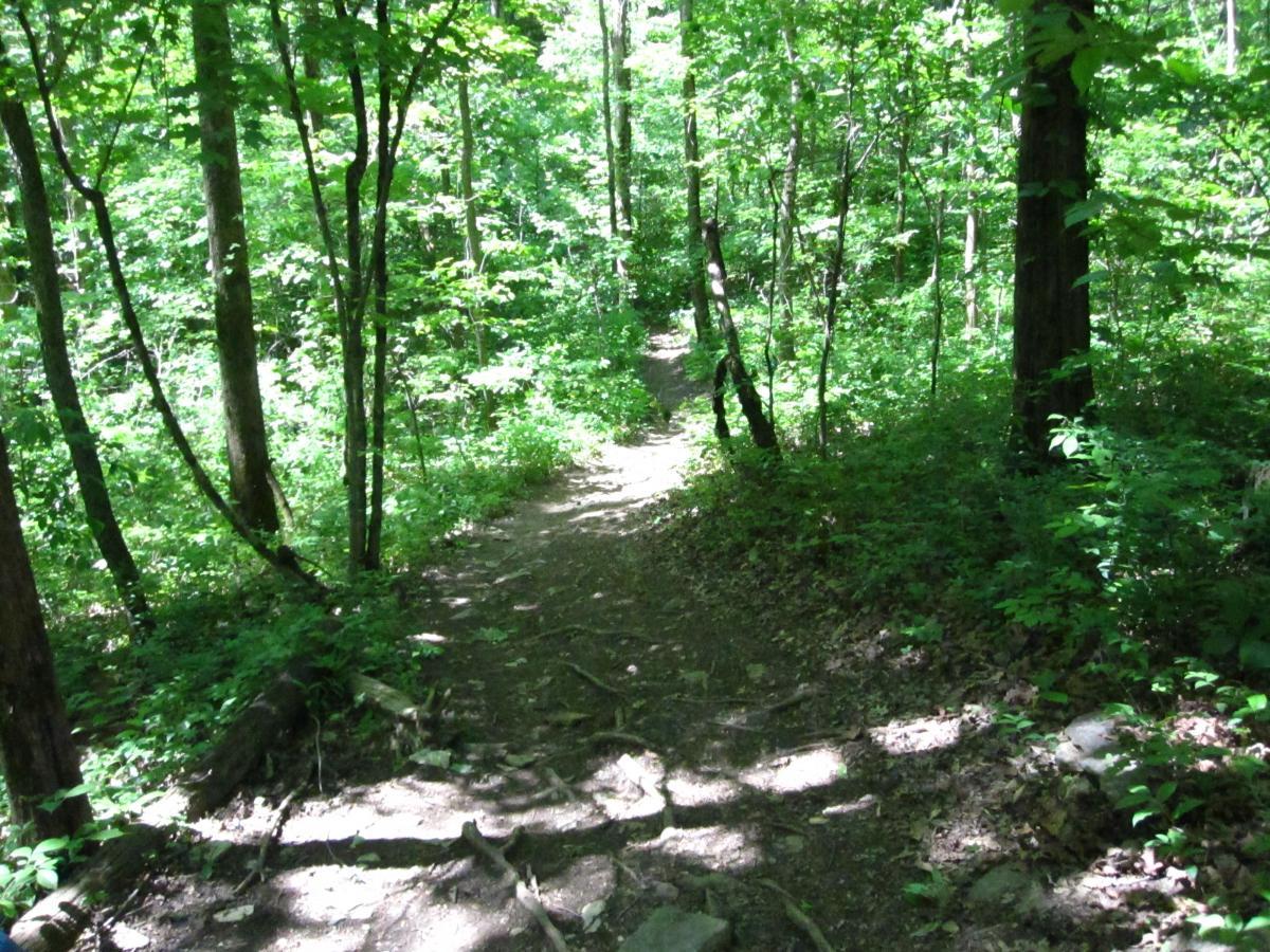 A narrow dirt path winding through a lush green forest, surrounded by tall trees and dense foliage. Sunlight filters through the leaves, creating a dappled light effect on the ground. Haw Ridge Park mountain bike trail.