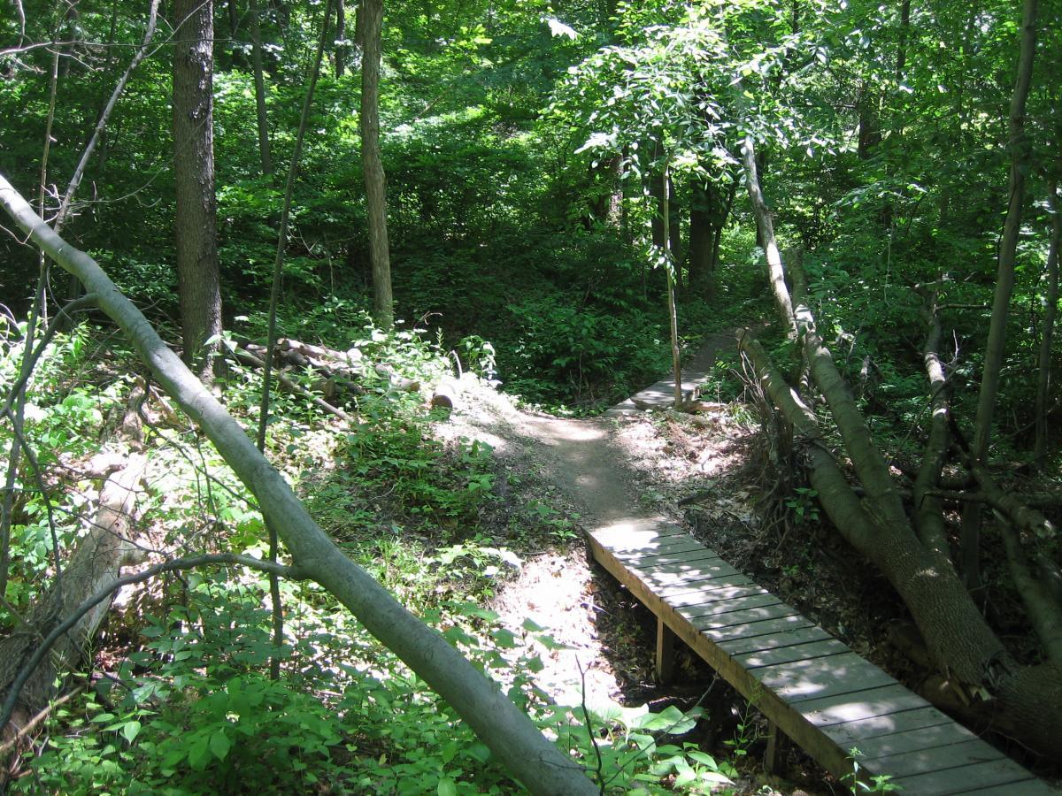 A serene forest path surrounded by lush greenery, featuring a wooden footbridge crossing a small area of ground. Sunlight filters through the trees, casting soft light on the trail that splits in two directions. Fallen branches and underbrush add to the natural atmosphere of the setting. Ohio And Erie Canal mountain bike trail.