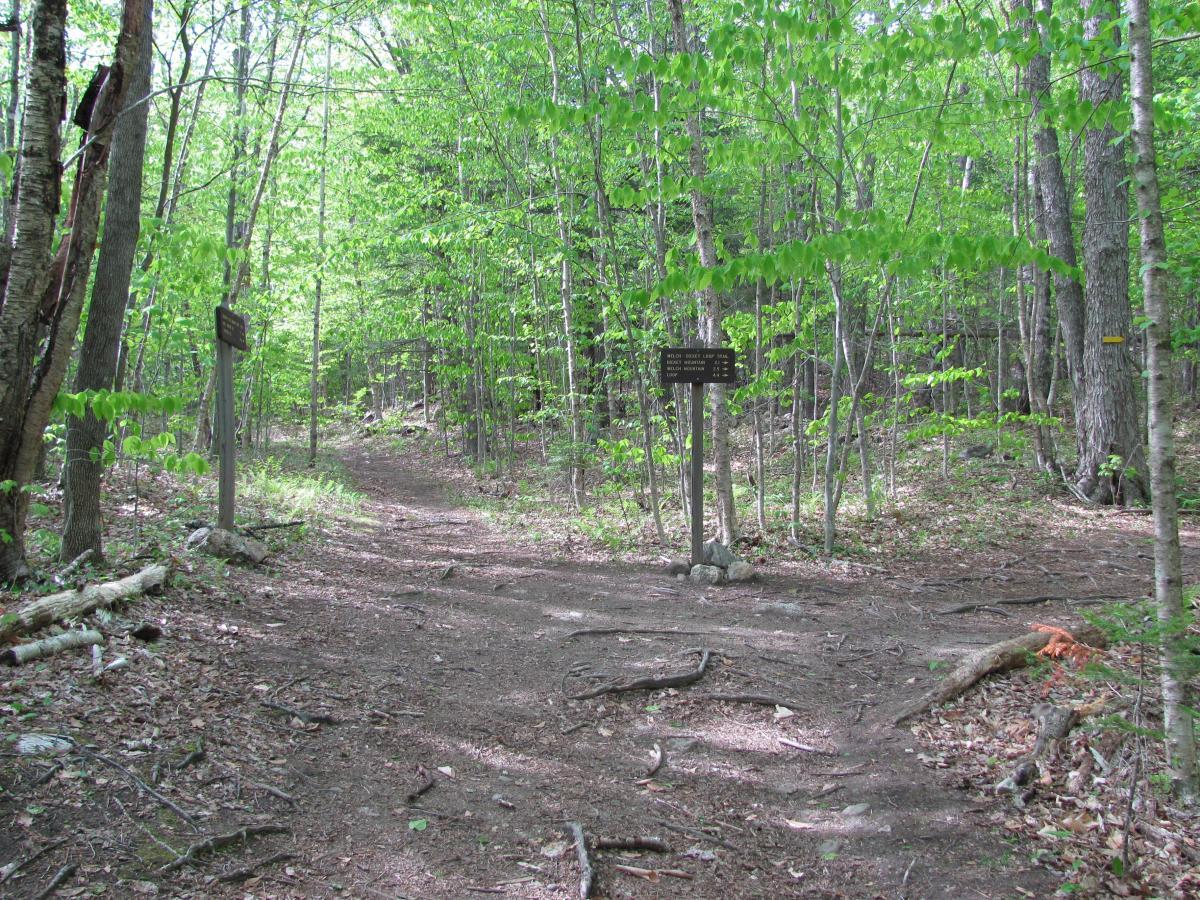 A dirt path forks in a wooded area, surrounded by lush green trees. Two wooden signposts indicate directions for hikers. The trail is partly shaded and features scattered stones and leaf litter along the ground. Brown Ash Swamp Bike Trail mountain bike trail.
