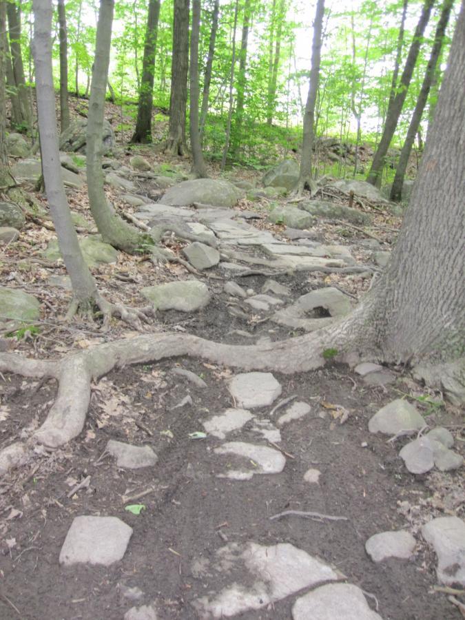 A rocky and uneven hiking trail winding through a forest, surrounded by trees with lush green foliage. The path consists of exposed tree roots and scattered stones, leading further into the woods. Long Pond Ironworks State Park mountain bike trail.