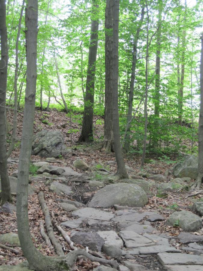 A serene forest scene featuring tall trees with vibrant green leaves, rocky terrain scattered with various sizes of stones and branches. Sunlight filters through the foliage, creating a dappled light effect on the ground covered with leaves and rocks. Long Pond Ironworks State Park mountain bike trail.