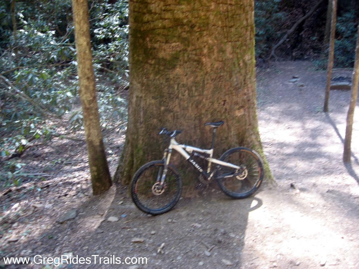 A mountain bike resting against a large tree in a wooded area, with sunlight filtering through the foliage and a dirt path visible in the background. Bear Creek mountain bike trail.