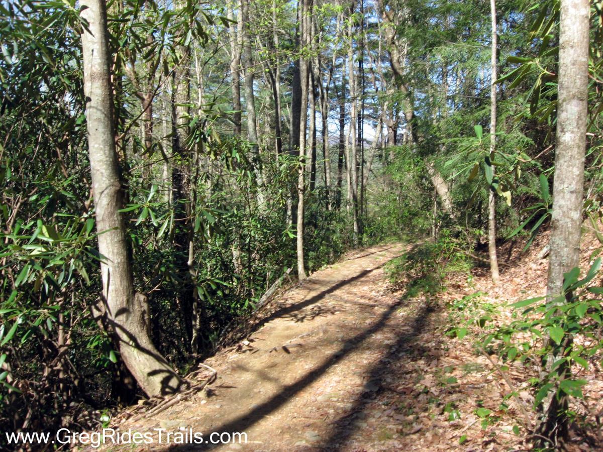 A serene hiking trail winding through a dense forest, flanked by tall trees and lush green foliage. Sunlight filters through the canopy, creating a dappled effect on the earth trail covered with leaves and soil. Pinhoti Trail mountain bike trail.