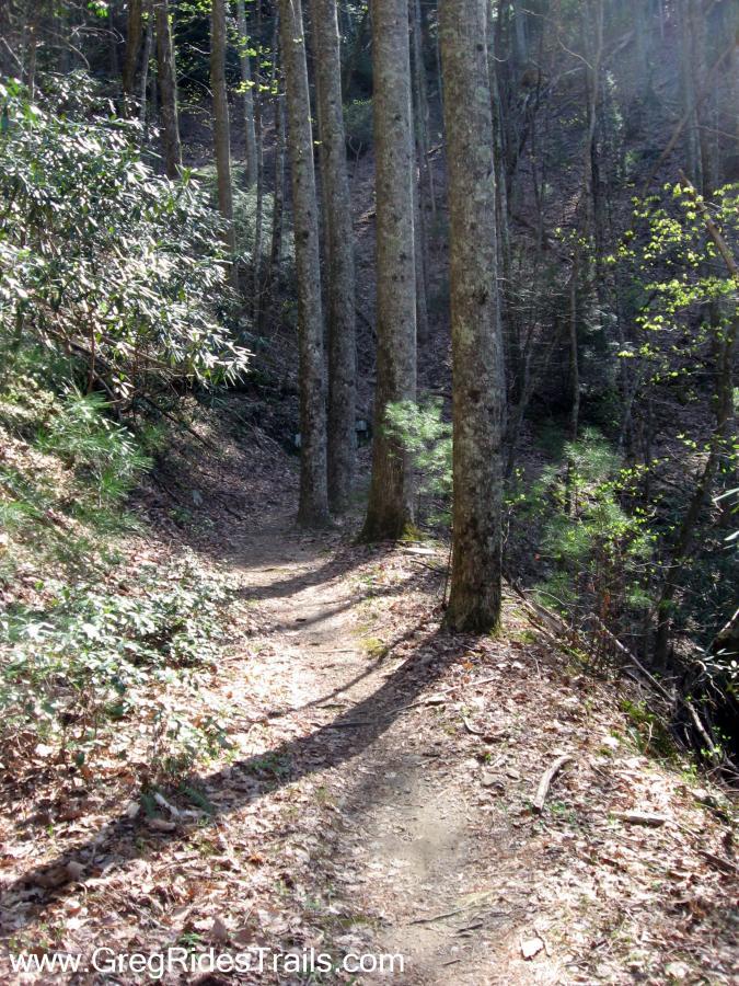 A winding dirt trail surrounded by tall trees and lush greenery, with sunlight filtering through the leaves, casting shadows on the path. Fallen leaves cover parts of the trail, creating a natural and serene forest atmosphere. Pinhoti Trail: P1 / Bear Creek Pinhoti mountain bike trail.