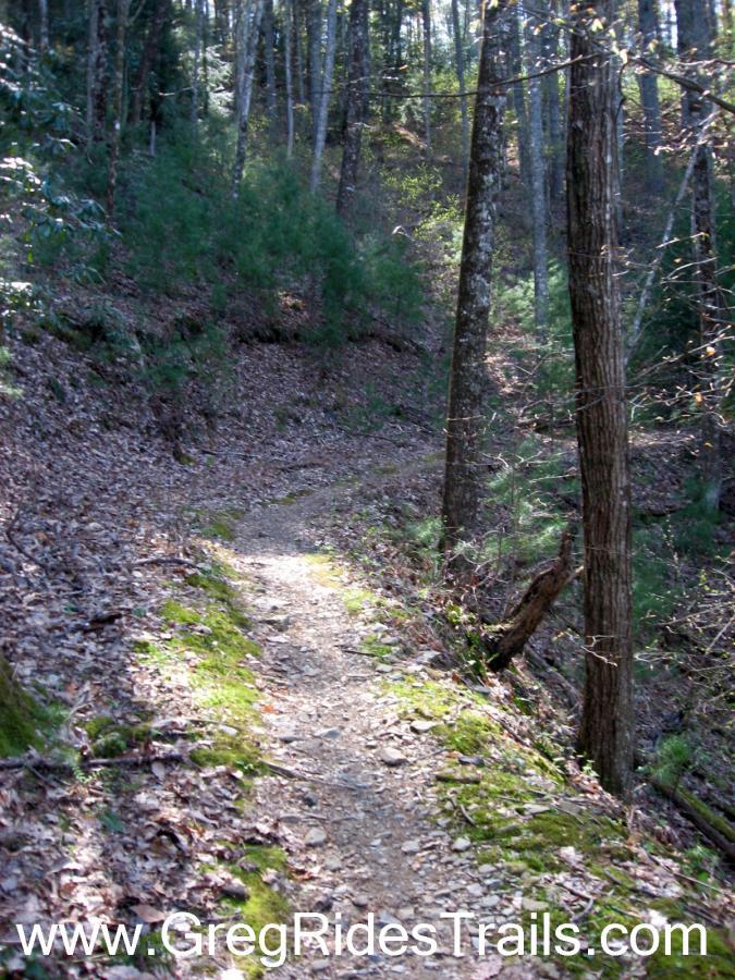 A narrow, winding trail through a dense forest, surrounded by tall trees and green foliage. The path is lined with fallen leaves and small rocks, indicating a natural and untouched environment. Sunlight filters through the trees, creating a serene atmosphere perfect for hiking. Pinhoti Trail: P1 / Bear Creek Pinhoti mountain bike trail.