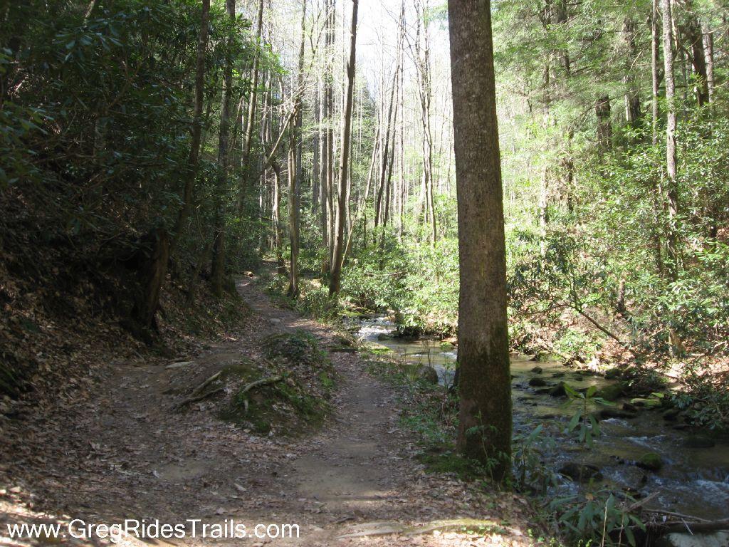 A winding dirt path meanders through a lush forest, bordered by tall trees and vibrant greenery. To the right, a small stream flows gently, surrounded by rocks and fallen leaves, creating a serene outdoor scene. Sunlight filters through the canopy, casting dappled shadows on the trail. Bear Creek mountain bike trail.