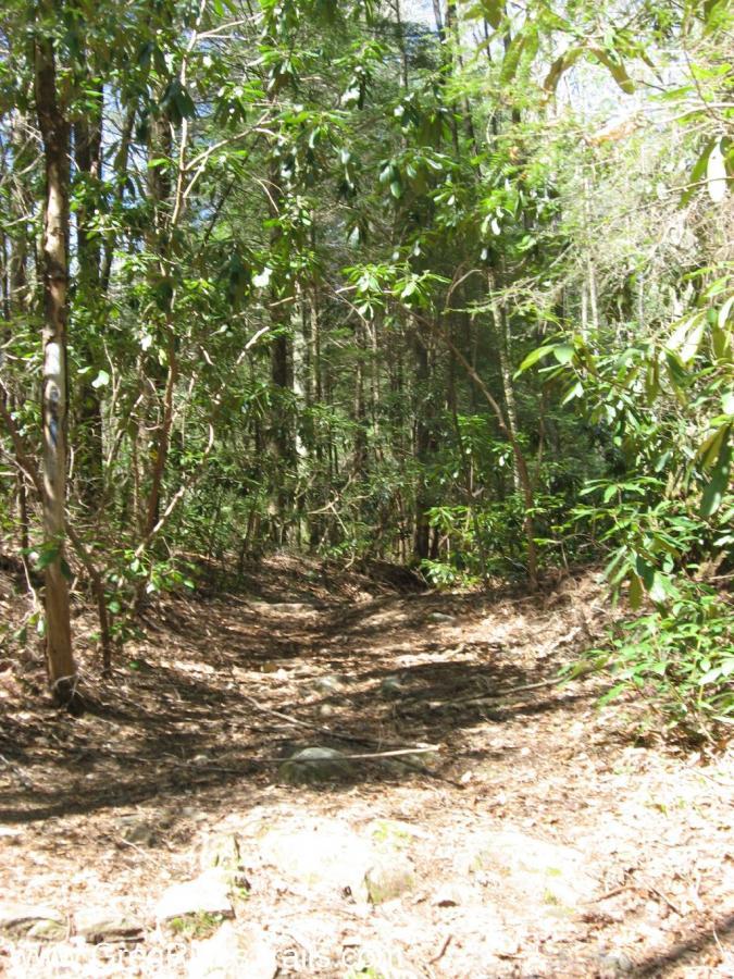 A winding dirt path through a dense forest, surrounded by lush green foliage and trees. Sunlight filters through the leaves, casting dappled shadows on the trail. Rocks and fallen branches are scattered along the ground. Bear Creek mountain bike trail.