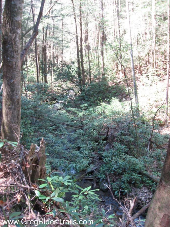 A serene forest scene showcasing tall trees with dappled sunlight filtering through the leaves. A small, winding creek can be seen flowing through lush underbrush, surrounded by greenery and bushes. The composition captures the tranquility of nature. Bear Creek mountain bike trail.