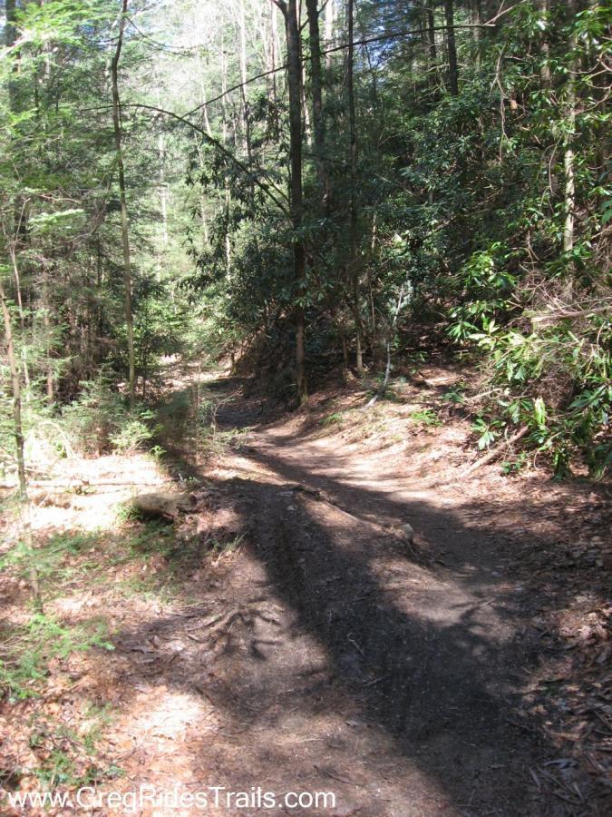 A winding dirt trail through a dense forest, surrounded by tall trees and lush green foliage. Sunlight filters through the branches, casting soft shadows on the ground. The path is narrow and winding, suggesting a tranquil outdoor setting ideal for hiking or exploring nature. Bear Creek mountain bike trail.