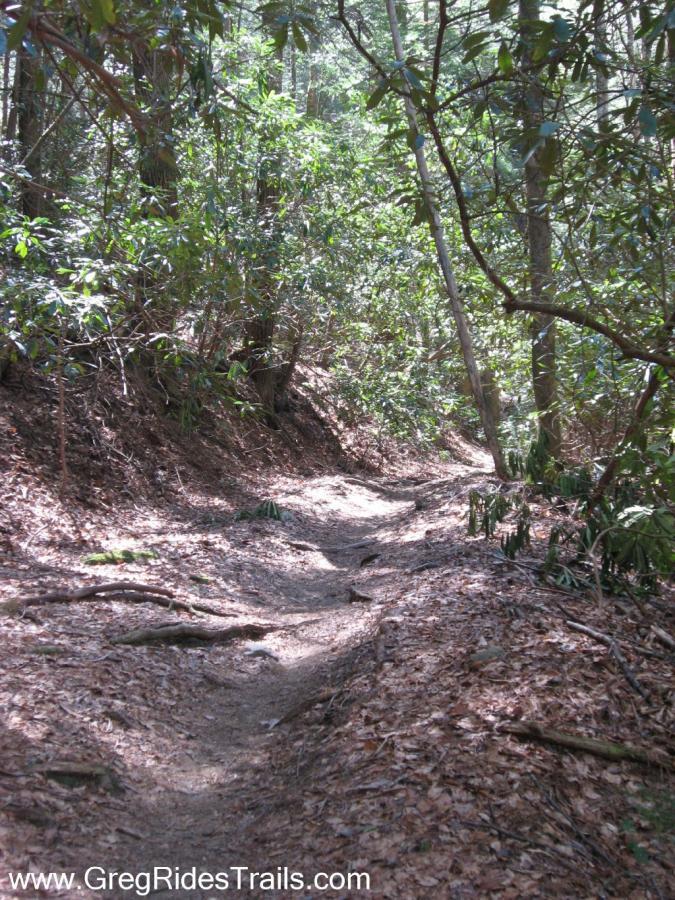 A narrow dirt trail winding through a lush forest, surrounded by green foliage and sunlit trees. The path is lined with fallen leaves and roots, suggesting a natural, rugged terrain. Bear Creek mountain bike trail.