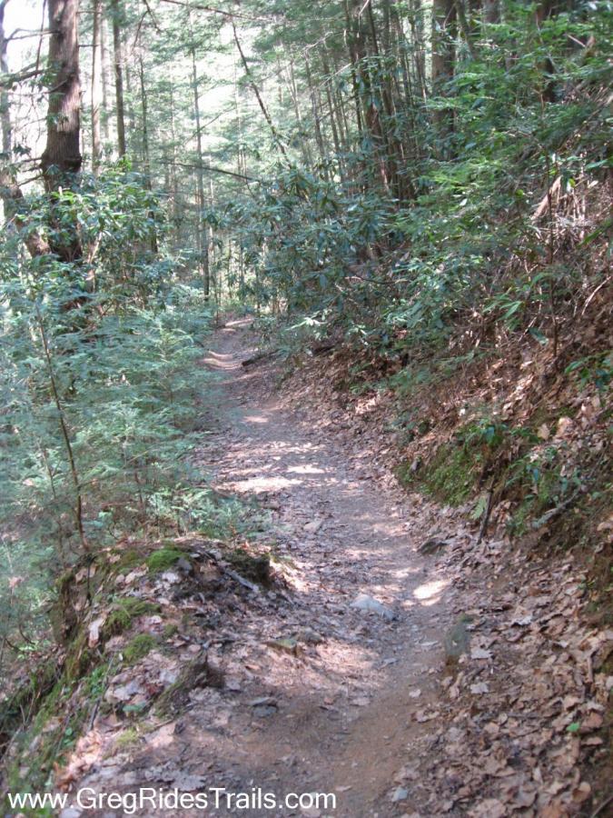A narrow trail winding through a lush forest, surrounded by greenery and dappled sunlight filtering through the trees. The path is lined with fallen leaves and small rocks, suggesting a serene and natural hiking experience. Bear Creek mountain bike trail.