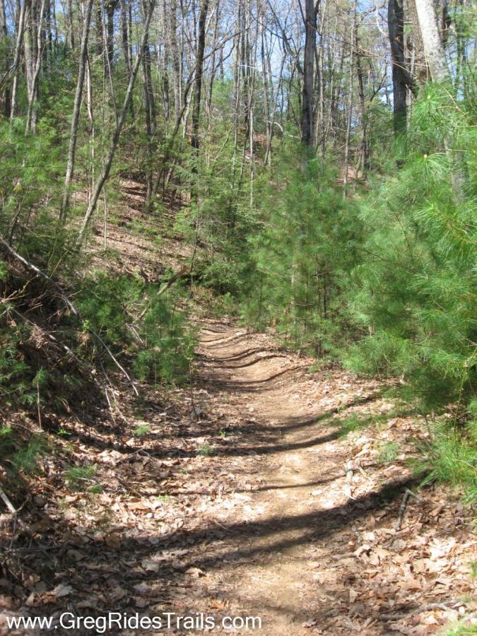 A winding dirt path through a wooded area, surrounded by young pine trees and dry leaves on the ground. The trail is bordered by tall, bare trees, indicating a late winter or early spring setting with clear blue skies above. Bear Creek mountain bike trail.