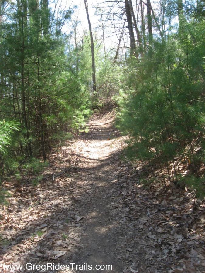 A winding dirt path through a lush green forest, flanked by tall trees and underbrush, with sunlight filtering through the leaves. The trail is surrounded by fallen leaves and is narrow, inviting exploration into the tranquil natural surroundings. Bear Creek mountain bike trail.