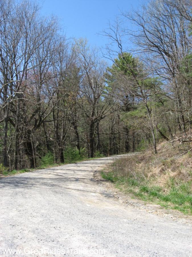 A gravel road winding through a forest with bare trees and patches of greenery under a clear blue sky. Bear Creek mountain bike trail.