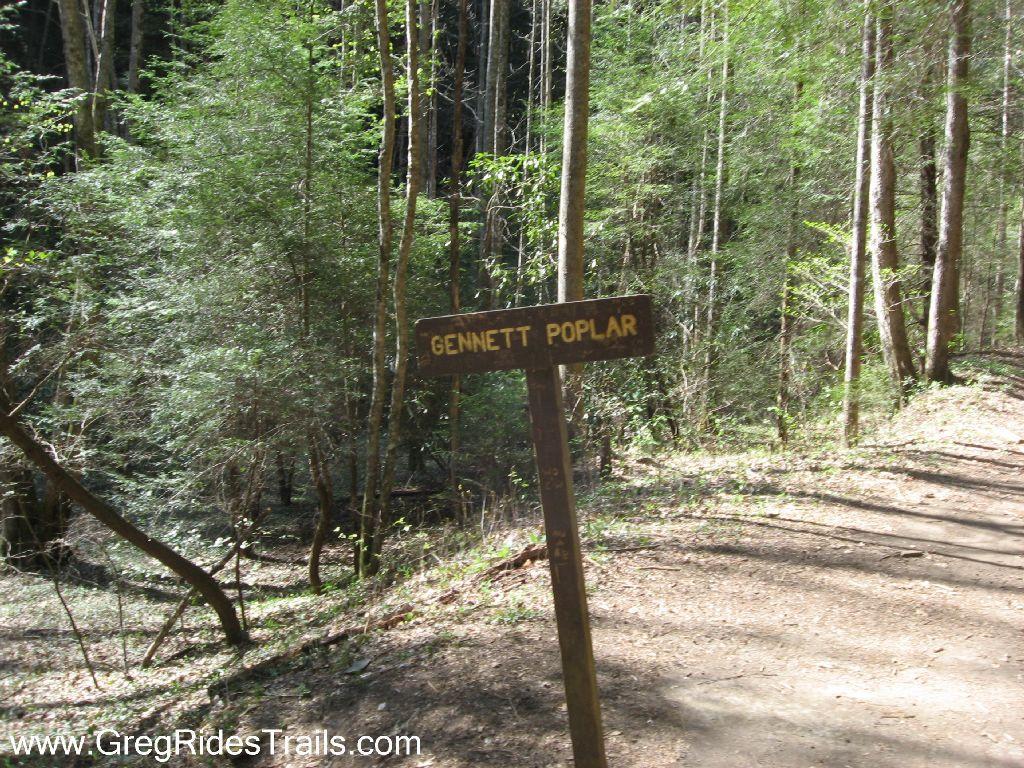 Wooden trail sign labeled "Gennett Poplar" in a forested area, surrounded by green foliage and trees. The path is dirt, indicating a hiking or walking trail. Sunlight filters through the trees, creating a natural and serene outdoor setting. Bear Creek mountain bike trail.