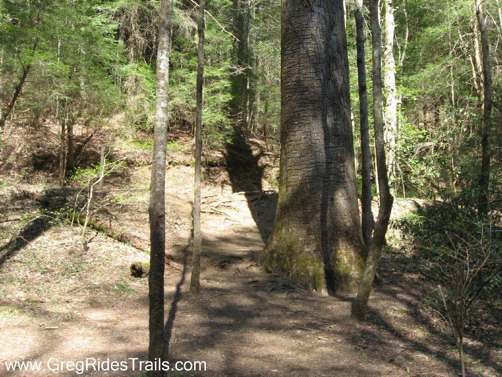 A large tree stands prominently in a forested area, surrounded by smaller trees and lush green foliage. The forest floor is covered in leaves and dirt, showing a natural trail leading into the background. Sunlight filters through the trees, creating a tranquil atmosphere in the wooded environment. Bear Creek mountain bike trail.