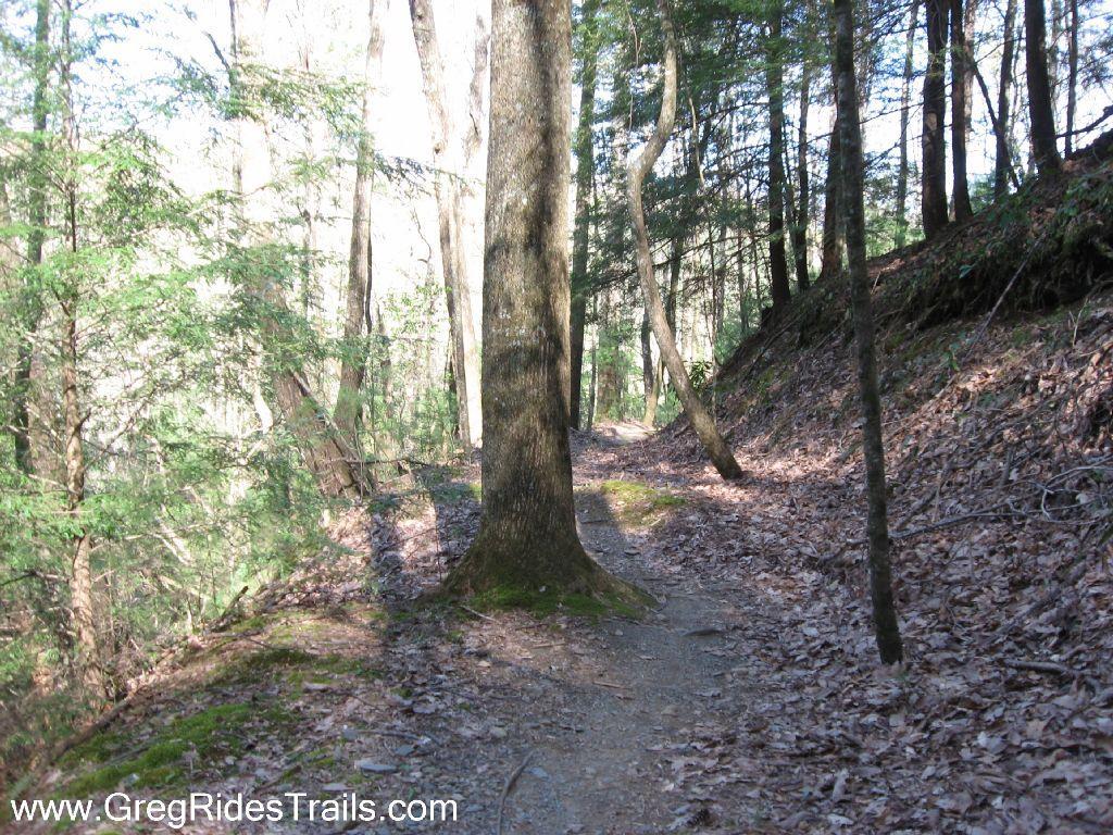 A narrow dirt trail surrounded by trees in a wooded area, with sunlight filtering through the foliage and fallen leaves covering the ground. Pinhoti Trail: P1 / Bear Creek Pinhoti mountain bike trail.