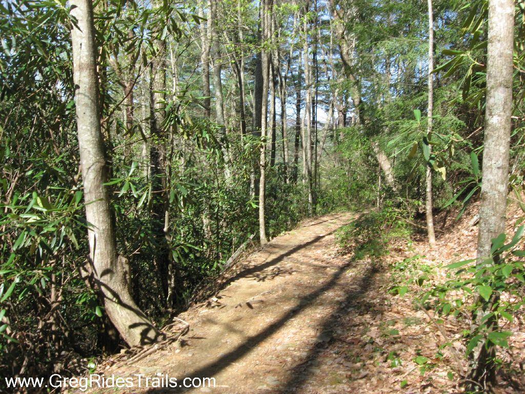 A narrow dirt trail winding through a forest with tall trees and lush green underbrush. Sunlight filters through the leaves, casting shadows on the path, which is surrounded by a mix of shrubs and fallen leaves. Pinhoti Trail: P1 / Bear Creek Pinhoti mountain bike trail.