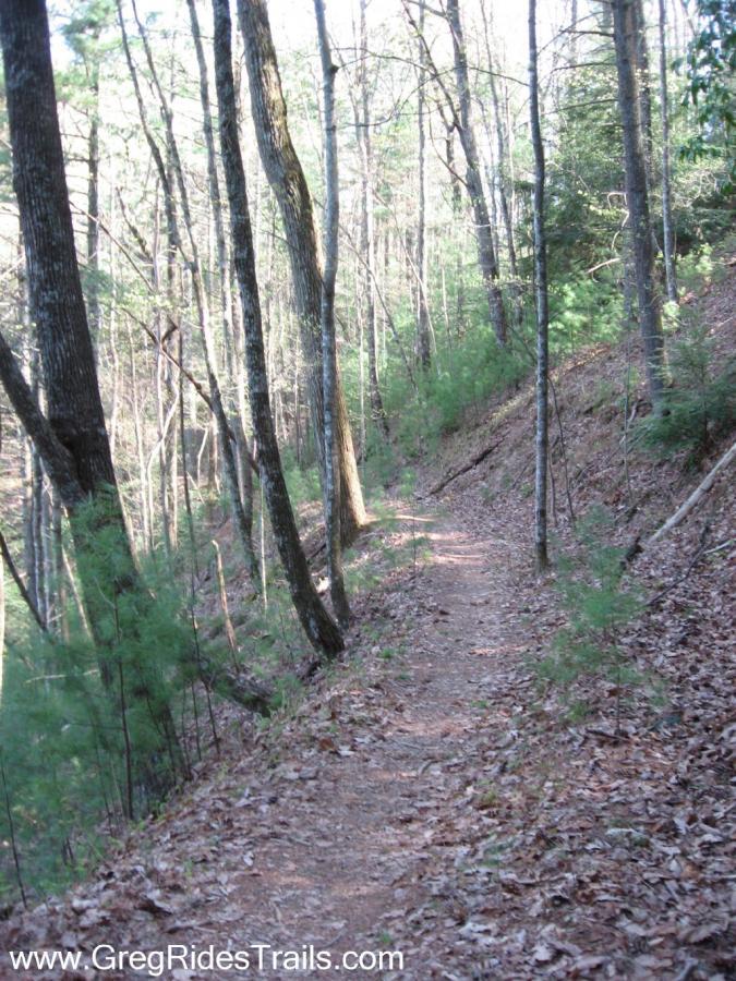 A narrow dirt trail winding through a dense forest with tall trees on either side and scattered dried leaves on the ground. The sunlight filters through the branches, creating a serene and inviting atmosphere. Pinhoti Trail: P1 / Bear Creek Pinhoti mountain bike trail.