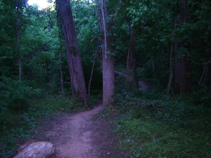 A wooded area featuring a narrow dirt path that forks into two directions, surrounded by tall trees and lush greenery. The lighting suggests early evening, creating a serene and tranquil atmosphere. Justin P. Brindley mountain bike trail.