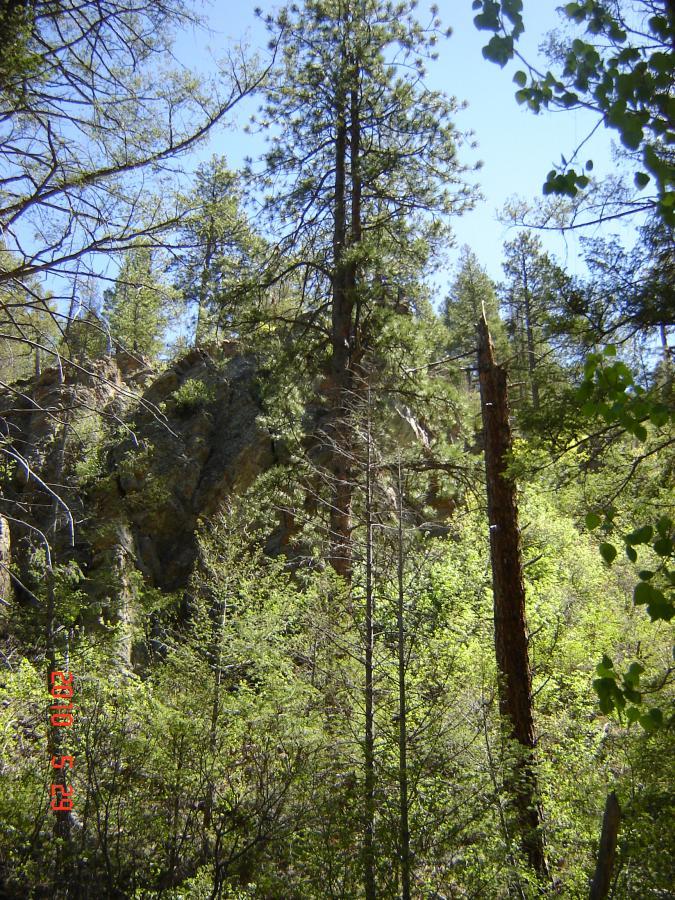 A dense forest scene featuring tall pine trees and lush greenery, with a rocky outcrop in the background. Sunlight filters through the leaves, casting dappled shadows on the ground. Indian Creek Loop mountain bike trail.