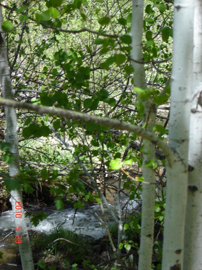 A serene view of a flowing stream partially obscured by lush green foliage and white aspen trees. Sunlight filters through the leaves, creating a tranquil natural scene. Indian Creek Loop mountain bike trail.
