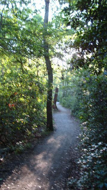 A narrow, winding dirt path surrounded by lush greenery and tall trees, illuminated by soft sunlight filtering through the leaves. The trail curves gently, offering a serene and inviting atmosphere for a nature walk. Parvin State Park mountain bike trail.