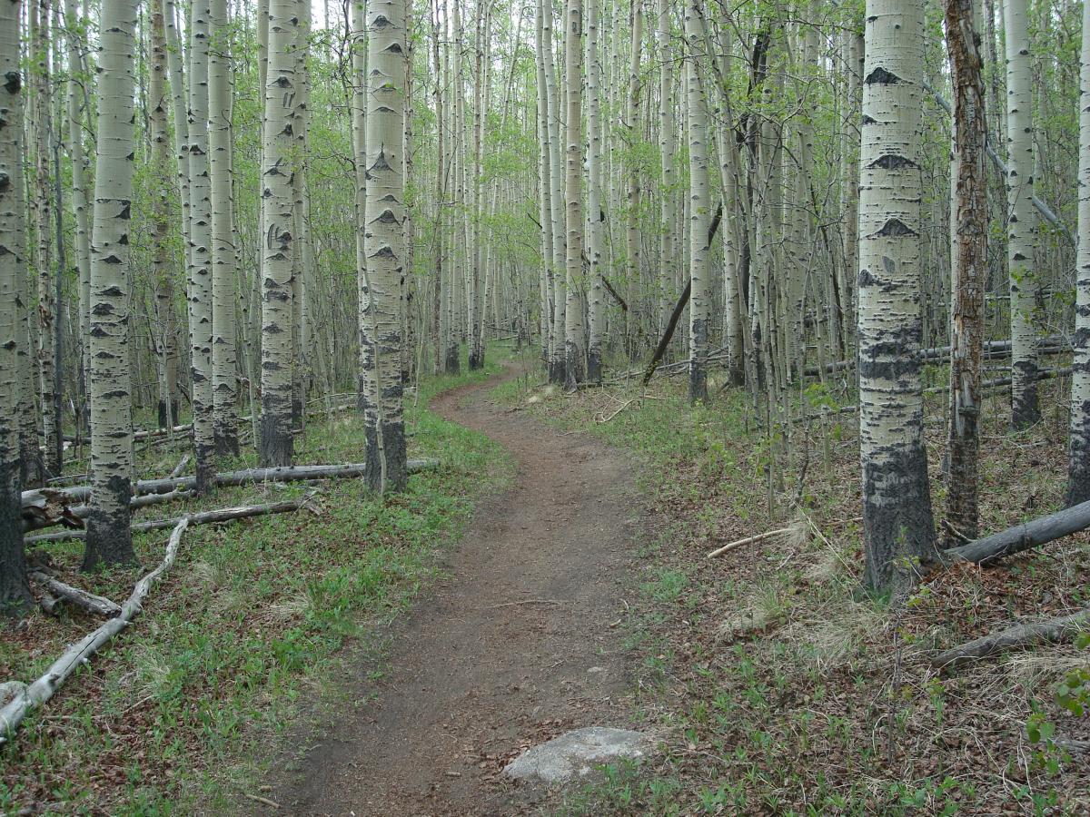 A winding dirt path through a tranquil aspen forest, lined with tall, slender trees featuring white bark and green foliage. The ground is covered with fresh grass and scattered fallen branches, inviting a peaceful outdoor experience. Colorado Trail: Kenosha Pass To Lost Creek Wilderness Bound mountain bike trail.